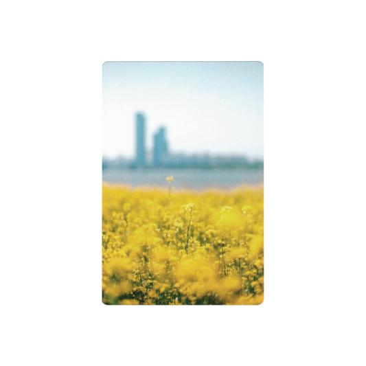 Postcard: South Korea (Canola Flowers)