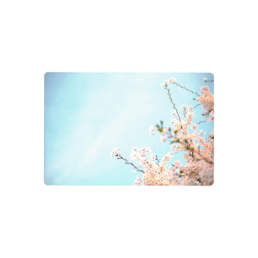 Postcard: South Korea (Cherry Blossom)