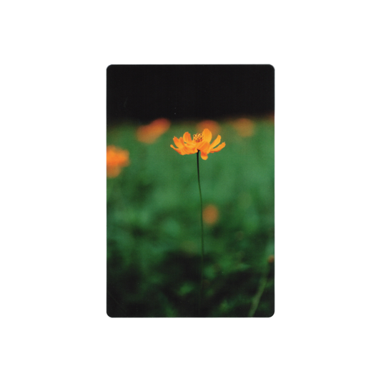 Postcard: South Korea (Cosmos Flowers)