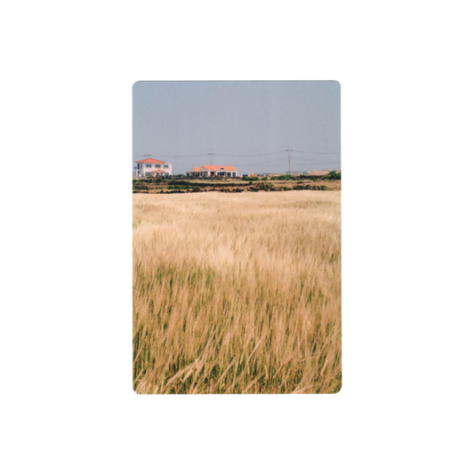 Postcard: Jeju Silver Grass Field, South Korea