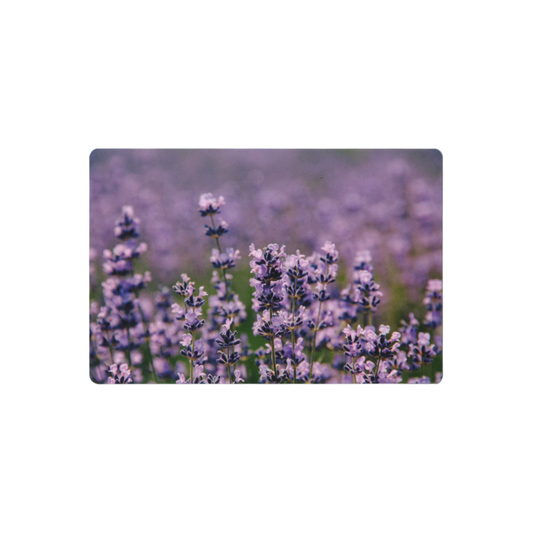 Postcard: South Korea (Lavender)