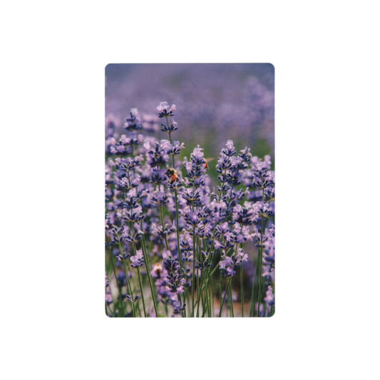 Postcard: South Korea (Lavender)