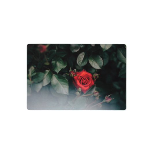 Postcard: South Korea (Rose)